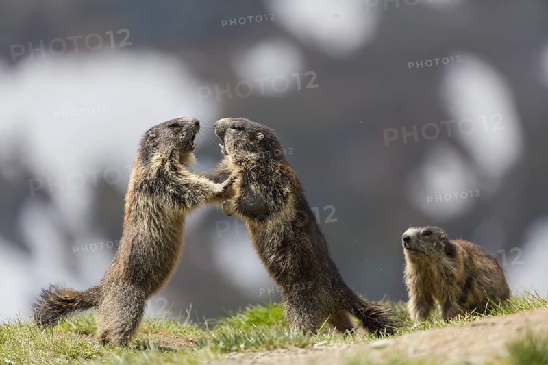 Three young Alpine Marmot, Marmota marmota, play fighting