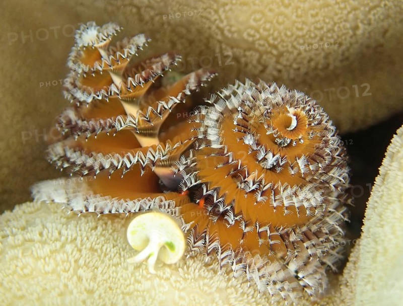 Christmas tree worm (Spirobranchus giganteus)