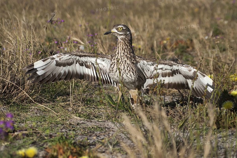 Kaptriel (Burhinus capensis) spreading wings, South Africa