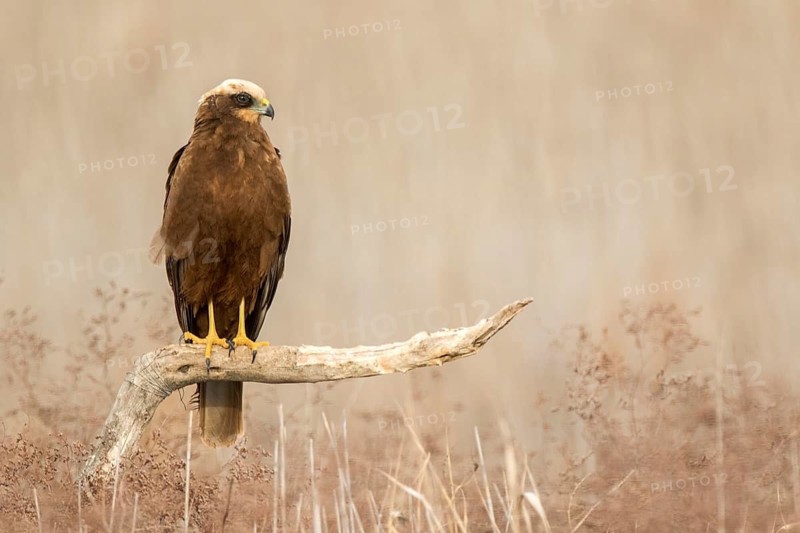 Western Marsh Harrier (Circus aeruginosus) female, Castile-La Mancha, Spain