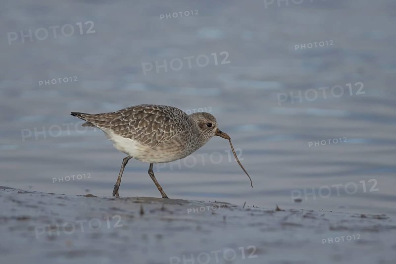 Grey plover (Pluvialis squatarola) adult wading bird in winter plumage pulling a lungworm for food from a mudflat, Norfolk, England, United Kingdom