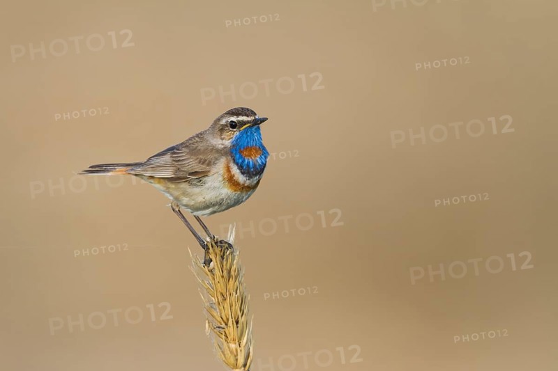 Bluethroat - Blaukehlchen - Cyanecula svecica ssp. pallidogularis, Kazakhstan, adult male