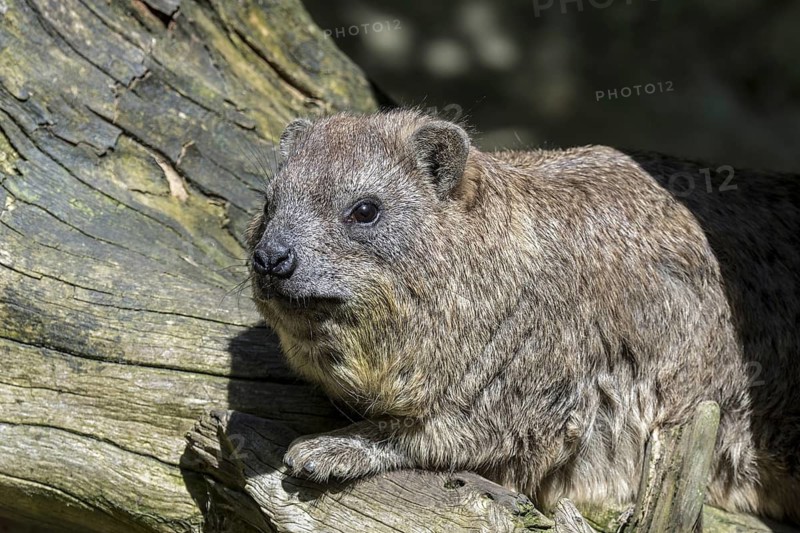 Rock hyrax (Procavia capensis), Cape hyrax, dassie sunning on tree trunk, native to Africa and the Middle East