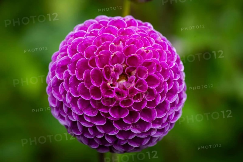 Pink ball or pompom dalhie, Inverewe Gardens, Poolewe, Loch Ewe, Highlands, Highlands, Scotland, Great Britain