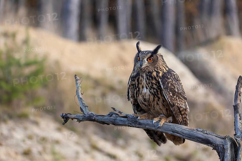 One Eurasian Eagle Owl, Bubo bubo, sitting on a branch of a dead tree. A sandy forest edge in the background