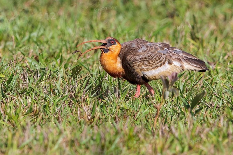 Buff-necked Ibis (Theristicus caudatus) in the grasslands near the Atlantic rainforest of southeast Brazil