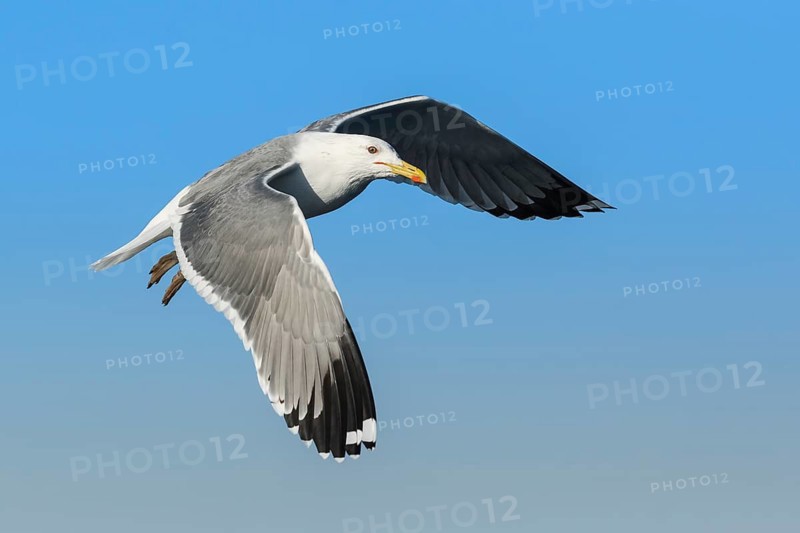 Baraba Gull (Larus fuscus barabensis) flying, Eilat, Israel
