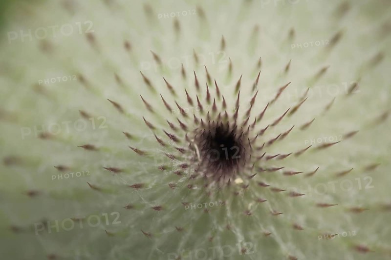 Detail of thistle (Cirsium eriophorum), pointed spines, depth of field, macro photography, nature photography, Hillenberg, UNESCO, biosphere reserve, Lange Rhön, Bavaria, Germany
