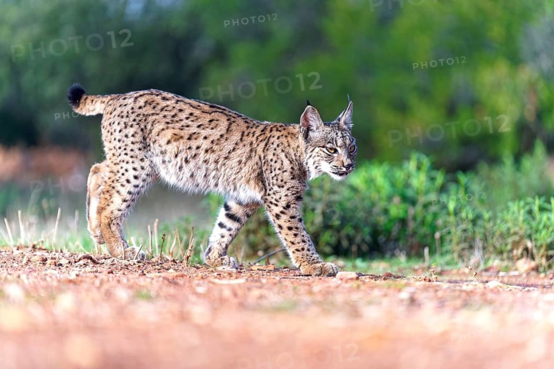 Young lynx (Lynx pardinus), Castilla-La Mancha, Spain