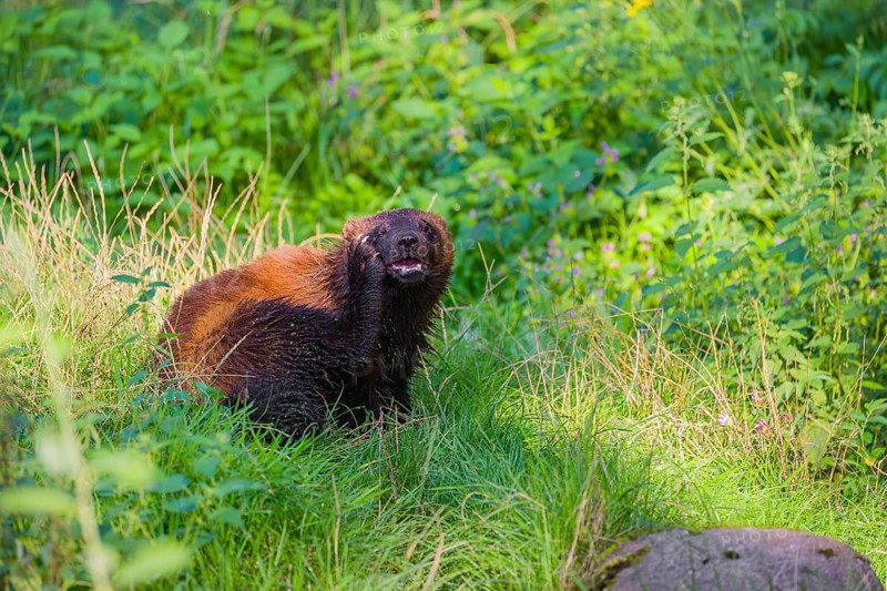 A wolverine (Gulo gulo) sits on a green meadow at a forest edge, scratching his throat with its hind foot