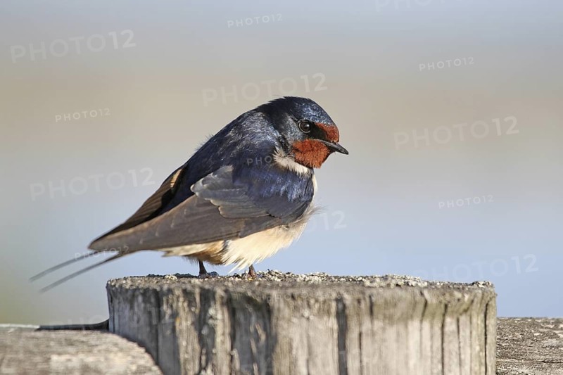 Barn Swallow (Hirundo rustica), Burgenland, Austria