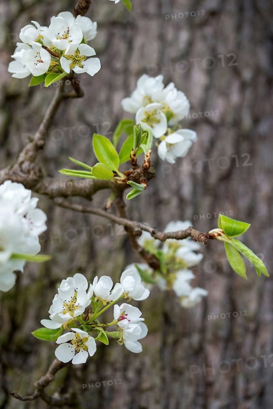 Pear, cultivated pear tree, pyrus communis, rosaceae, rose family, tree, trees, flora, high size, portrait, meadow orchard, plants, spring, orchard, tree