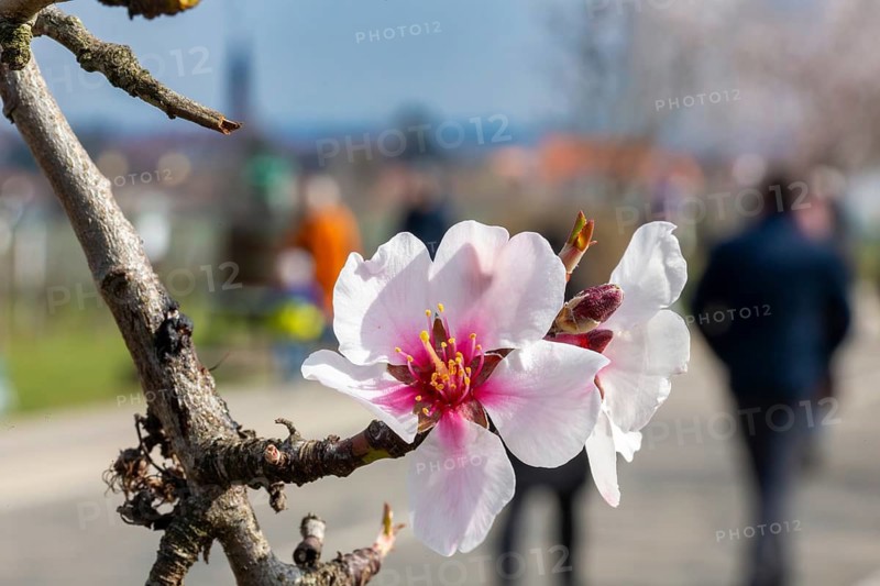 Close-up of a blossoming almond tree on the Almond Mile in Edenkoben (Palatinate)