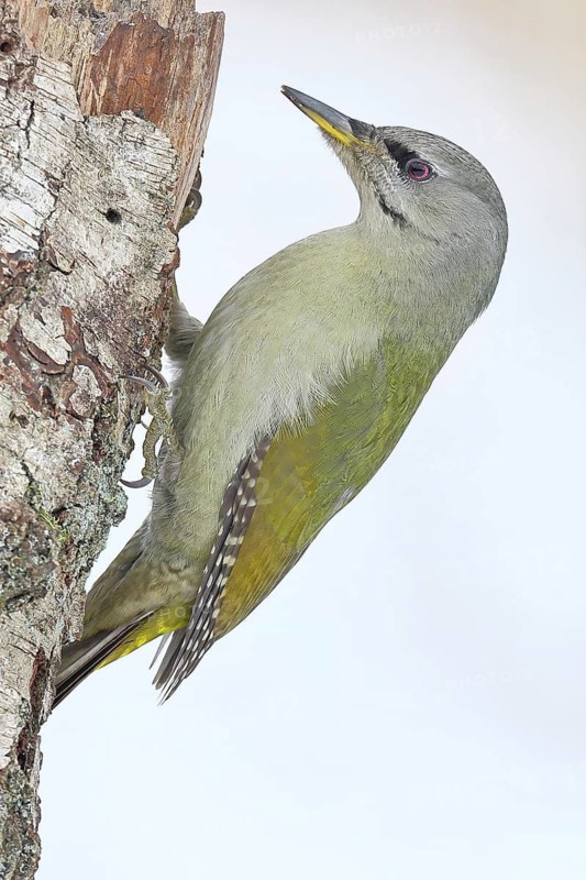 Grey-headed woodpecker (Picus canus), male sitting on the trunk of a grey birch (Betula populifolia) to forage, Wildlife, woodpeckers, birds, nature photography, Wilnsdorf, North Rhine-Westphalia, Germany