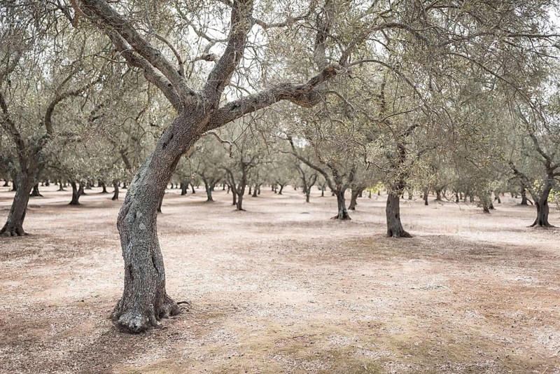 Olive grove during summer day in Plugia, Italy