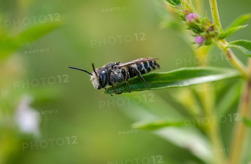 Apidae, bees, coelioxys mandibularis, hymenoptera, cone bee, mandible cone bee, square jawed sharp tail bee, insects, insects