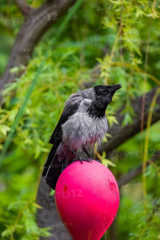 An adult hooded crow (Corvus cornix), sits on a colorful children's toy in a garden