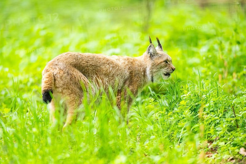 Eurasian lynx (Lynx lynx) walking through the grass, Bavaria, Germany