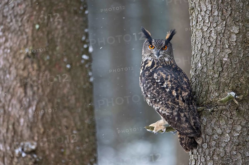 Eurasian Eagle-owl (Bubo bubo), Czech Republic