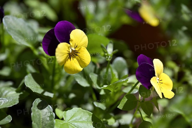 Wild pansy, pansy, girl's eye, field violet (Viola tricolor)
