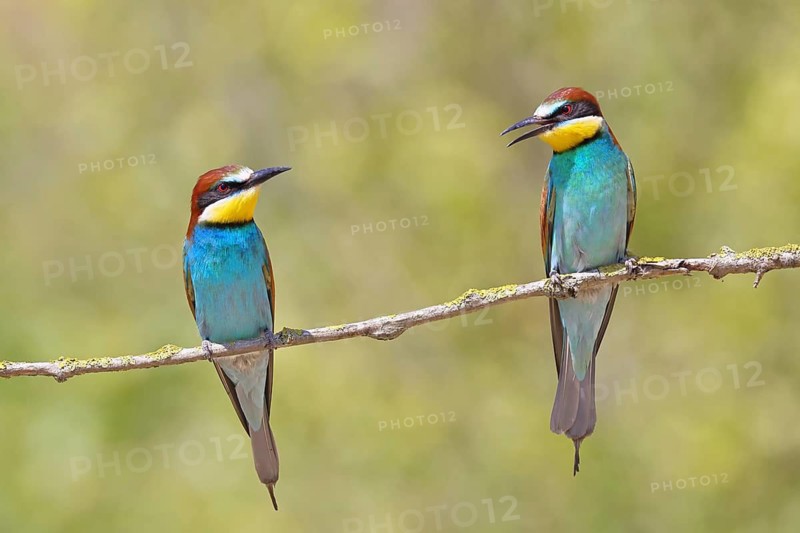 European bee-eater (Merops apiaster) two animals sitting on a branch covered with green lichen, pair of animals, Lake Neusiedl, Burgenland, Austria