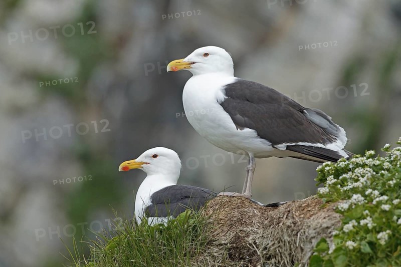 Great Black-backed Gull (Larus marinus), Finnmark, Norway