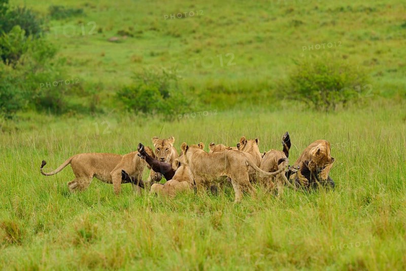 Lions stand triumphantly in the grass over a buffalo they have killed, lion (Panthera leo), Cape buffalo (Syncerus caffer), Masai Mara National Reserve, Narok County, Kenya