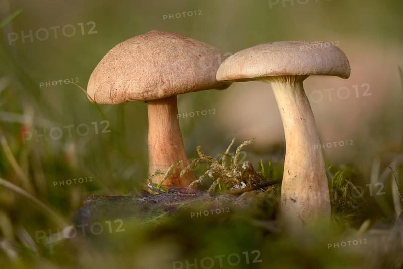 Broken milkling, fragilizer, fenugreek milkcap, felted milkling, lactarius helvus, lovage milkling, maggi mushroom, fungi, mushrooms