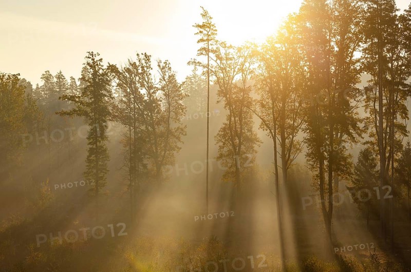 Sunrise with morning fog in the deciduous forest, Gmünd, Waldviertel, Lower Austria, Austria