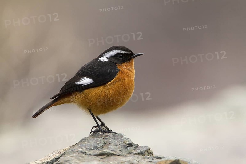 Moussier's Redstart (Phoenicurus moussieri) male, Morocco