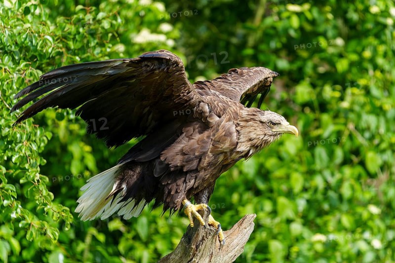 An eagle prepares for take-off while standing on a tree trunk, White-tailed Eagle (Haliaeetus albicilla), France