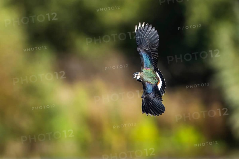 Northern Lapwing, Vanellus vanellus in a flight over autumn marshes