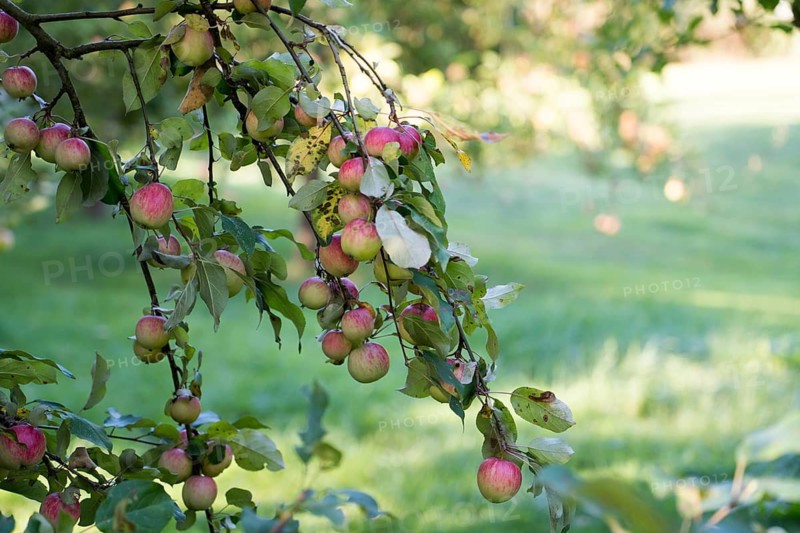 Schöner von Herrnhut, Herrnhut, German apple cultivar, Germany