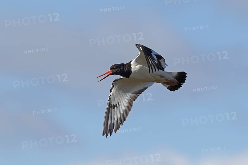 Eurasian Oystercatcher (Haematopus ostralegus) calling in flight, Iceland