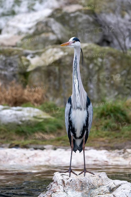 Grey heron (Ardea cinerea) standing on stone, Vienna, Austria