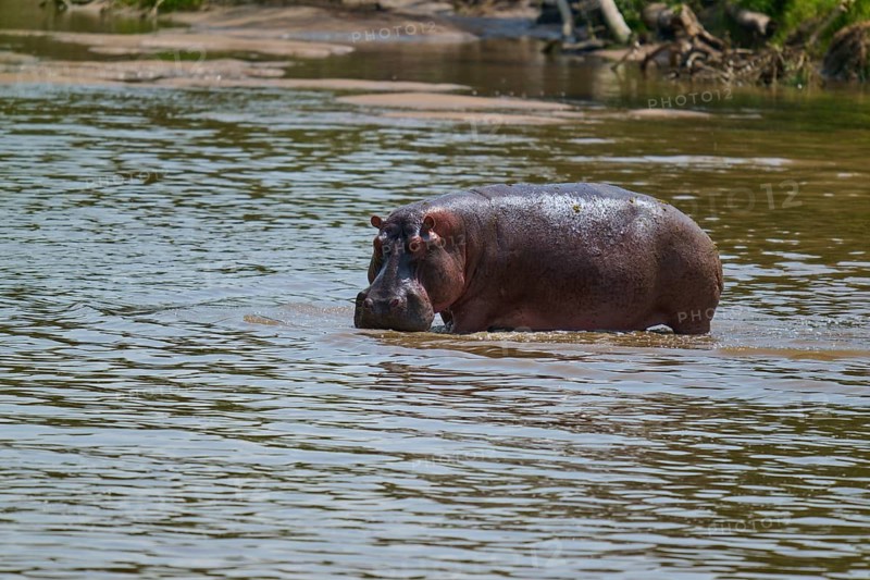 A hippopotamus stands alone in the water of a river in a tranquil natural scene, hippopotamus (Hippopotamus amphibius), Masai Mara National Reserve, Narok County, Kenya
