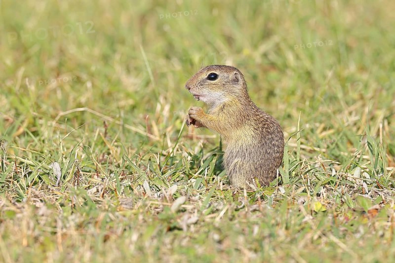 European ground squirrel (Spermophilus citellus) in a meadow, Burgenland Austria