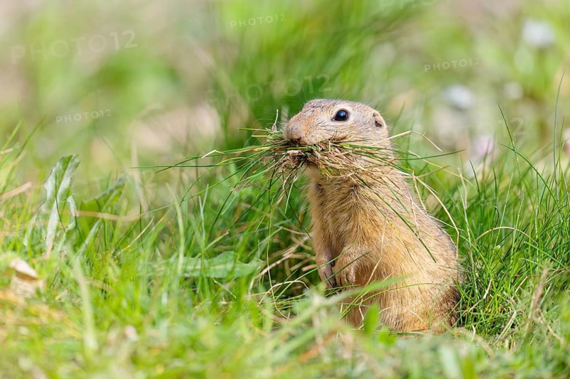 A fully grown European ground squirrel (Spermophilus citellus) carries nesting material in its mouth. Austria