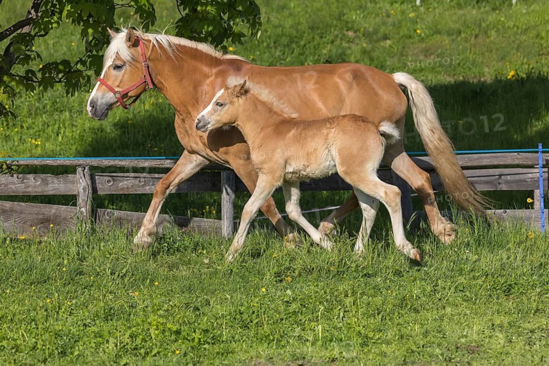 Haflinger horse, mare with foal running over a green meadow. Hafling village, South Tyrol