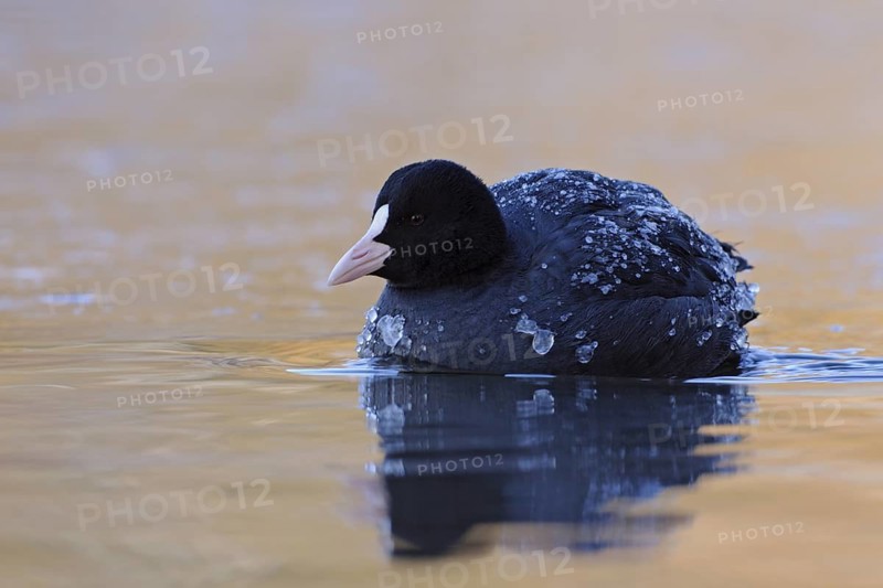 Eurasian Coot (Fulica atra), North Rhine-Westphalia, Germany