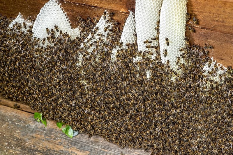 Bee colony, many bees, Western or European honey bee (Apis mellifera), wild construction of natural honeycomb outside of beehive, beeswax, fresh, white, honeycomb, Nidda, Wetterau, Hesse, Germany
