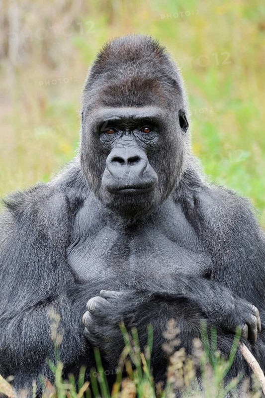 Western lowland gorilla (Gorilla gorilla gorilla), male, silverback, captive, native to Africa