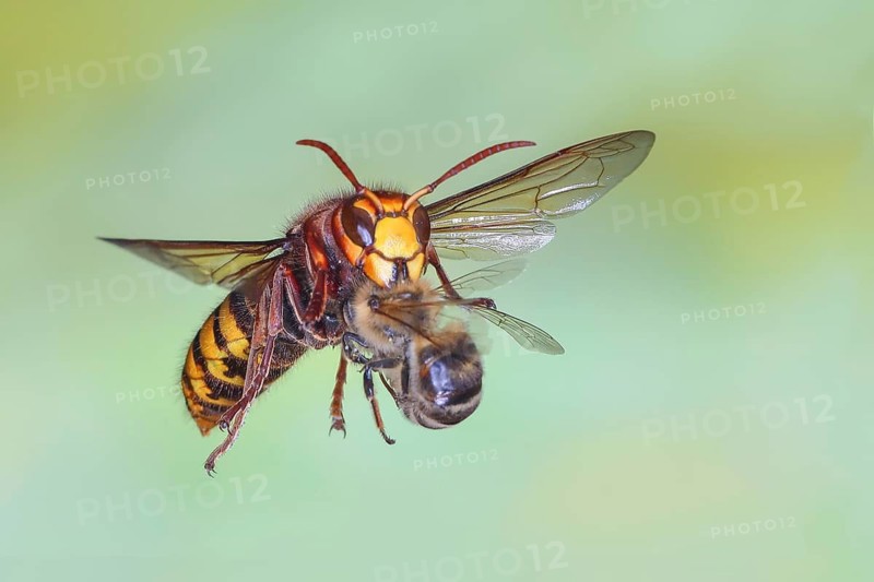 A hornet (Vespa crabro) worker carrying a captured honeybee (Apis mellifera), in flight, high-speed nature photograph, insects, hornets, Siegerland, North Rhine-Westphalia, Germany
