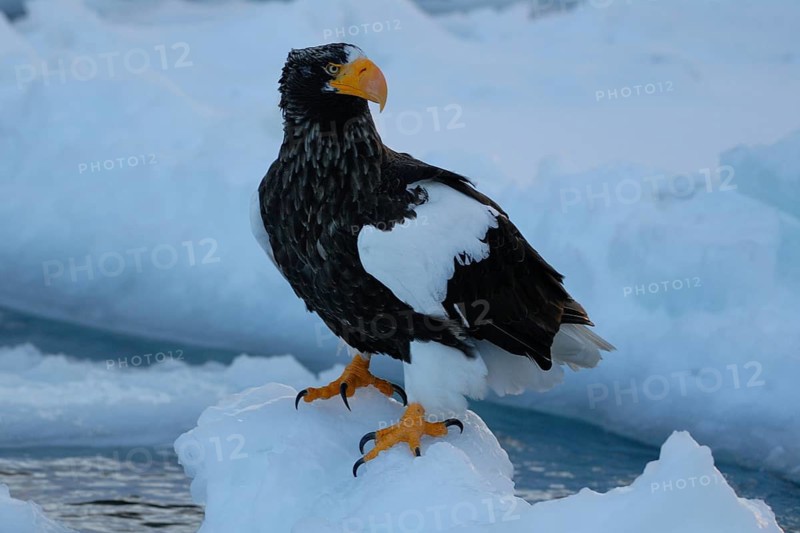 Steller's Sea Eagle (Haliaeetus pelagicus), Hokkaido, Japan