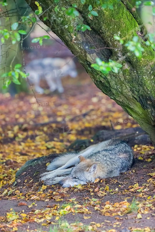 One adult male eurasian gray wolf (Canis lupus lupus) resting in front of an old split tree at a forest edge. A second one is in the background