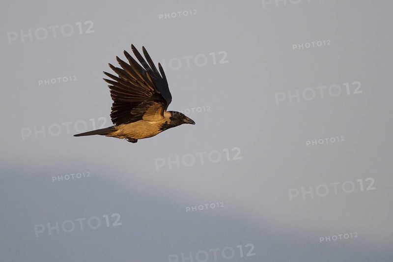 Hooded Crow (Corvus cornix) flying, Greece