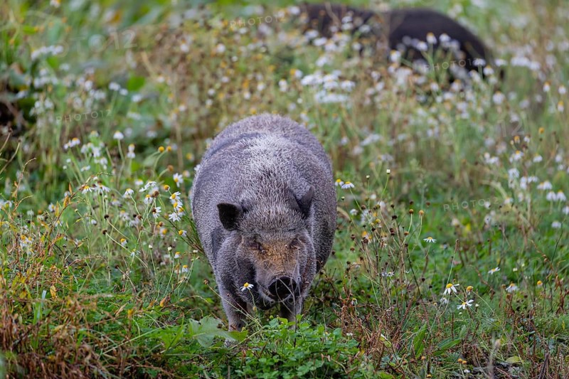 Two Minipigs, Sus scrofa domesticus, standing in a flowering meadow