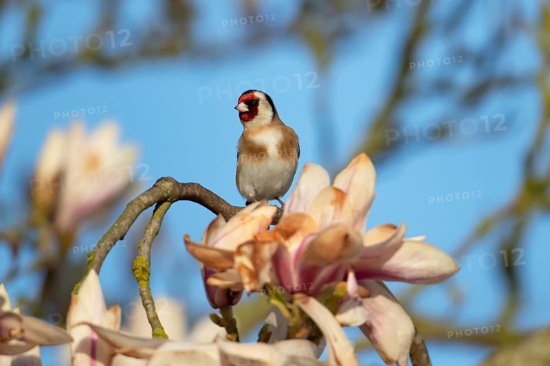 European goldfinch (Carduelis carduelis) adult bird in a garden magnolia tree with blossom in spring, England, United Kingdom