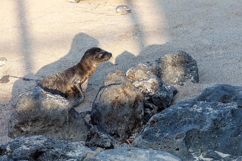 Sea lions (Zalophus wollebaeki), San Cristobal, Galapagos, Ecuador