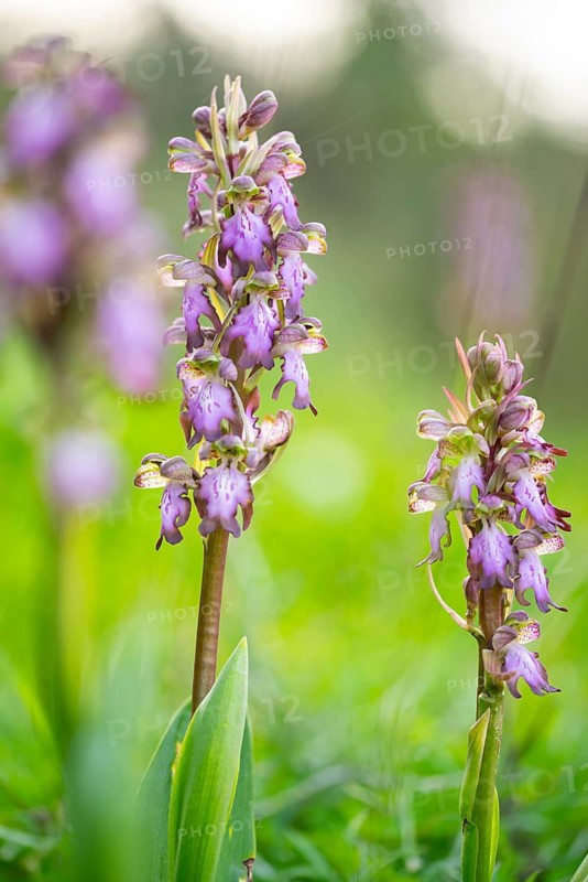 A vibrant image capturing two Himantoglossum robertianum orchids in full bloom, set against a soft, green background, highlighting nature's delicate beauty